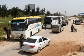 Xe buýt chở các tay súng đối lập từ Damascus tới trạm trung chuyển Rashidin, ngoại ô thành phố Aleppo do Chính phủ kiểm soát ngày 21/4. (Nguồn: AFP/TTXVN)