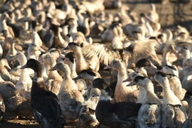 Ảnh minh họa. (Nguồn: AFP/TTXVN)