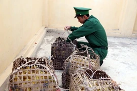 Gia cầm nhập lậu bị Bộ đội Biên phòng Chi Ma, Lạng Sơn bắt giữ. (Ảnh: Thái Thuần/TTXVN)