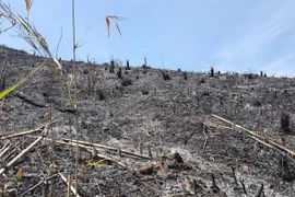 Hàng chục hecta rừng vừa bị tàn phá, đốt trụi. (Ảnh: Hưng Thịnh/TTXVN)