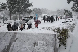  Tuyết rơi dày đăc trên tuyến đường ở Niigata ngày 14/1. (Nguồn: AFP/TTXVN)