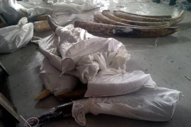 Một lô hàng ngà voi vận chuyển trái phép vào Việt Nam bị lực lượng chức năng thu giữ. Ảnh minh họa. (Nguồn: TTXVN)