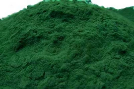 Tảo xoắn Spirulina platensis