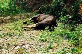 Ảnh minh họa. (Nguồn: TTXVN)