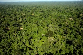 Toàn cảnh một khu bảo tồn thiên nhiên trong rừng Amazon, bang Para, Brazil ngày 4/12/2011. (Nguồn: AFP/TTXVN)