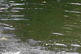 Ảnh minh họa. (Nguồn: TTXVN)