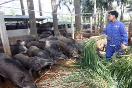 Trang trại nuôi lợn rừng của gia đình chị Trương Kim Hoa, ở huyện Thạch Thất mỗi năm thu lãi hơn 7 tỷ đồng, tạo việc làm cho gần 40 lao động. (Ảnh: Vũ Sinh/TTXVN)