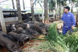 Trang trại nuôi lợn rừng của gia đình chị Trương Kim Hoa, ở huyện Thạch Thất mỗi năm thu lãi hơn 7 tỷ đồng, tạo việc làm cho gần 40 lao động. (Ảnh: Vũ Sinh/TTXVN)