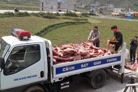 Lực lượng chức năng chở số thịt lợn không đảm bảo an toàn đi tiêu hủy. (Ảnh: Quốc Đạt/TTXVN)