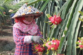 Thu hoạch thanh long. Ảnh minh họa. (Nguồn: TTXVN)