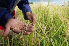 Nông dân Nhật Bản làm việc trên một cánh đồng ở Chiba. (Nguồn: EPA/TTXVN)