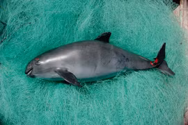 Một chú cá heo vaquita mắc vào lưới ở Vịnh California. (Nguồn: nationalgeographic.com)