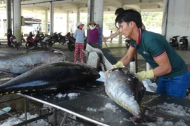 Thu mua cá ngừ đại dương. (Ảnh: Nguyên Lý/TTXVN)