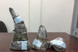 Số sừng tê giác bị Chi cục Hải quan sân bay quốc tế Tân Sơn Nhất bắt giữ. (Ảnh: TTXVN)