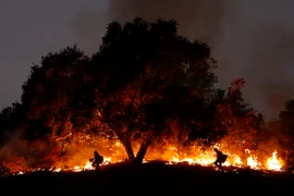 Nhân viên cứu hỏa nỗ lực khống chế các đám cháy rừng ở Carpinteria, California. (Nguồn: THX/TTXVN)