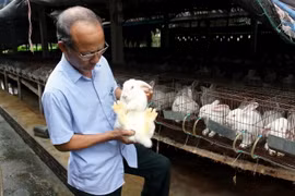 Chăn nuôi thỏ công nghệ cao tại Yên Bái để cung cấp nguyên liệu cho Nhà máy công nghệ sinh học chế dược phẩm từ thỏ tại Quế Võ, Bắc Ninh. (Ảnh: Thế Duyệt/TTXVN)