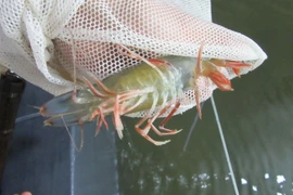 Kiểm tra tôm giống bố mẹ tại một cơ sở sản xuất ở huyện Ninh Hải, Ninh Thuận. (Ảnh: Nguyễn Thành/TTXVN)