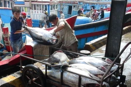 [Video] Cá ngừ Việt Nam được xuất khẩu sang gần 140 nước 