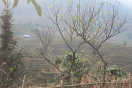 Ảnh minh họa. (Nguồn: Hương Thu/TTXVN)