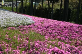 [Photo] Thảm hoa mùa Xuân Shibazakura làm say đắm lòng người 