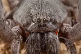(Nguồn: Smithsonian Magazine)