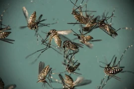 Muỗi Aedes Aegypti, vật trung gian truyền virus Zika. (Nguồn: AP/TTXVN)