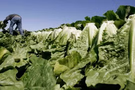(Nguồn: cbc.ca)