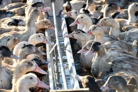 Ảnh minh họa. (Nguồn: AFP)