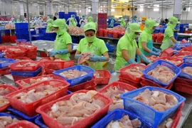 Chế biến cá tra xuất khẩu tại Công ty Hùng Cá, TP. Cao Lãnh, tỉnh Đồng Tháp. (Ảnh: An Hiếu/TTXVN)