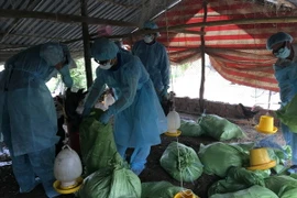 Tiêu hủy gia cầm mắc bệnh. (Ảnh: Huỳnh Sử/TTXVN)