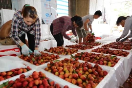 Vải thiều trước khi chuyển đi xuất khẩu được lựa chọn kỹ càng, qua khâu làm lạnh rồi đóng thùng xốp. (Ảnh: Thành Đạt/TTXVN)