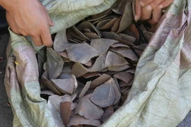 Vảy tê tê. Ảnh minh họa. (Nguồn: TTXVN)