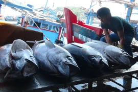 Đánh bắt cá ngừ đại dương. (Ảnh: Nguyên Lý/TTXVN)