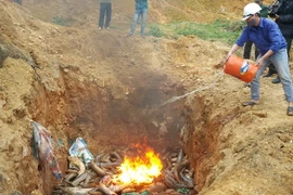 Tiêu hủy cá tầm nhập lậu. (Ảnh: Hương Thu/TTXVN)