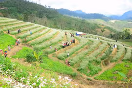 Ruộng bậc thang hoa tam giác mạch. (Ảnh: Xuân Tư/TTXVN)