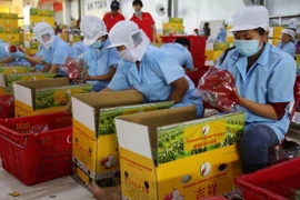 Sơ chế thanh long tại Công ty TNHH sản xuất chế biến nông sản Cát Tường. (Ảnh: Minh Trí/TTXVN)
