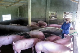 Ảnh minh họa. (Nguồn: TTXVN)