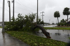  Cây cối bị quật đổ sau bão Irma tại MIami, bang Floria ngày 10/9. (Nguồn: THX/TTXVN)