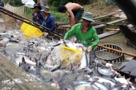 Thu hoạch cá tra tại tổ hợp tác nuôi cá tra Tân Thạnh, xã Tân Hội, TP Vĩnh Long. (Ảnh: Vũ Sinh/TTXVN)