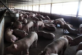 Lợn nuôi tại trang trại ở huyện Dương Minh Châu, Tây Ninh. (Ảnh: Thanh Tân/TTXVN)
