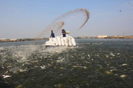 Nuôi cá tra tại xã Bình Thành, huyện Thanh Bình, tỉnh Đồng Tháp. (Ảnh: Vũ Sinh/TTXVN)