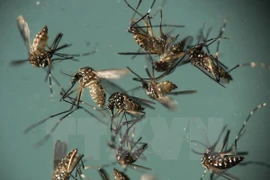 Muỗi Aedes Aegypti, vật trung gian truyền virus Zika. (Ảnh: AP/TTXVN)