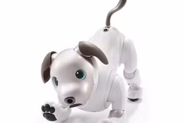 Rotbot cún cưng Aibo rất đáng yêu. (Nguồn: Sony)