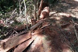 Ảnh minh họa. (Nguồn: TTXVN)