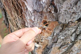 Cây thông bị đầu độc bằng hình thức khoan nhiều lỗ trên thân cây rồi đổ thuốc diệt cỏ vào bên trong. (Ảnh: Nguyễn Dũng/TTXVN)