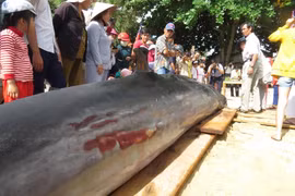 Cá Bà Bằng khổng lồ 400kg lụy tàu, ngư dân trúng đậm luồng cá
