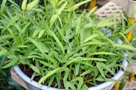 Phân compost được dùng để bón cho rau. (Nguồn: Internet)