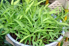 Phân compost được dùng để bón cho rau. (Nguồn: Internet)