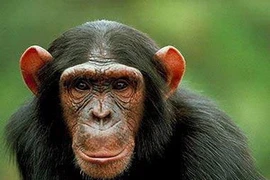 Ảnh chỉ mang tính minh họa. (Nguồn: Internet)