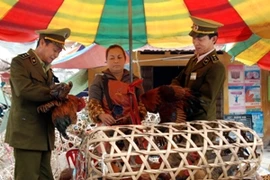 Lực lượng chức năng kiểm tra một điểm kinh doanh gia cầm. (Ảnh: TTXVN)